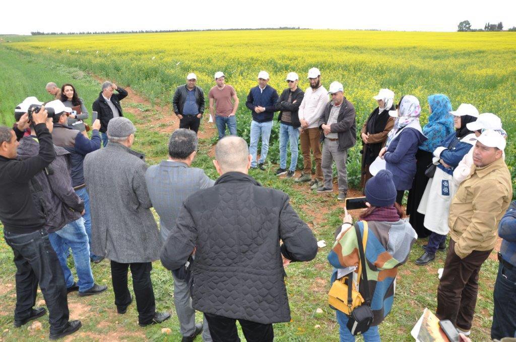 Promotion des semences européennes de colza en Tunisie et au Maroc, et de tournesol au Maroc